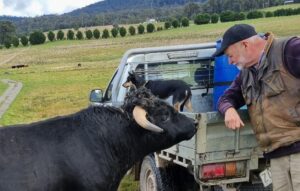 Calm and happy cattle means unstressed tender meat